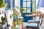 5 plantes pour la terrasse de votre maison