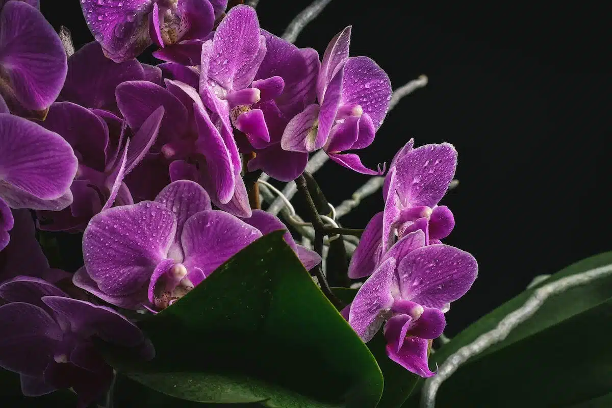 orchidée  racines