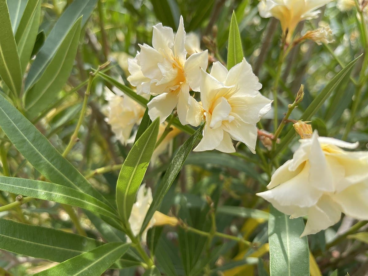 Laurier rose pourquoi atil des fleurs jaunes