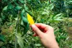Olivier aux feuilles jaunes : comprendre les causes et traiter efficacement