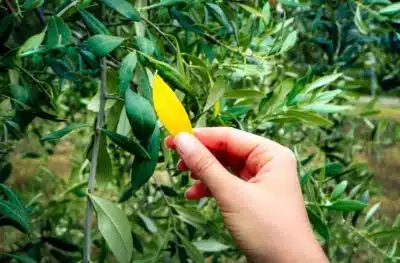 Olivier aux feuilles jaunes : comprendre les causes et traiter efficacement