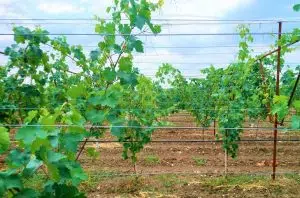 tailler une vigne