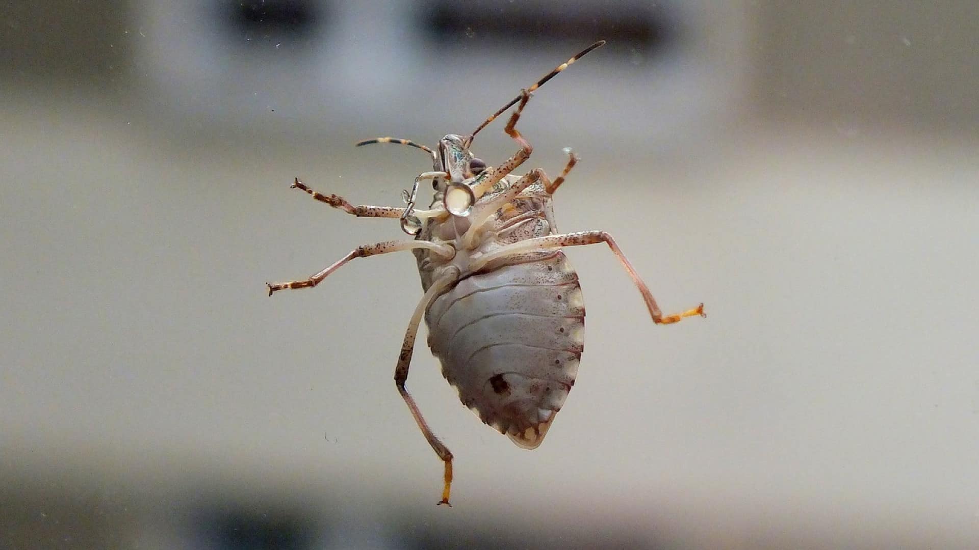 Comment réussir à se débarrasser des punaises de lit ?