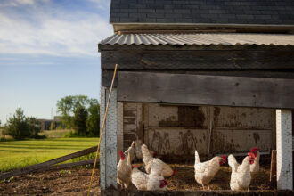 Grillage à poule : quelles utilisations ?