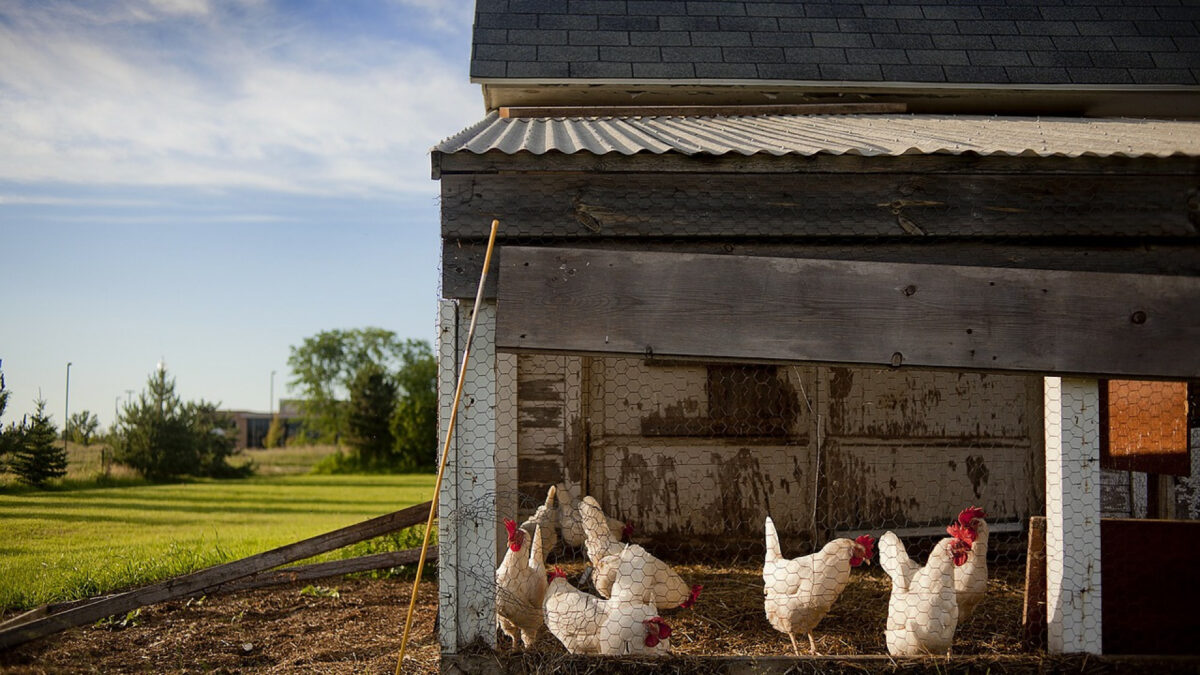 Grillage à poule : quelles utilisations ?