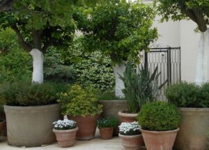 plantes pour la terrasse de votre maison