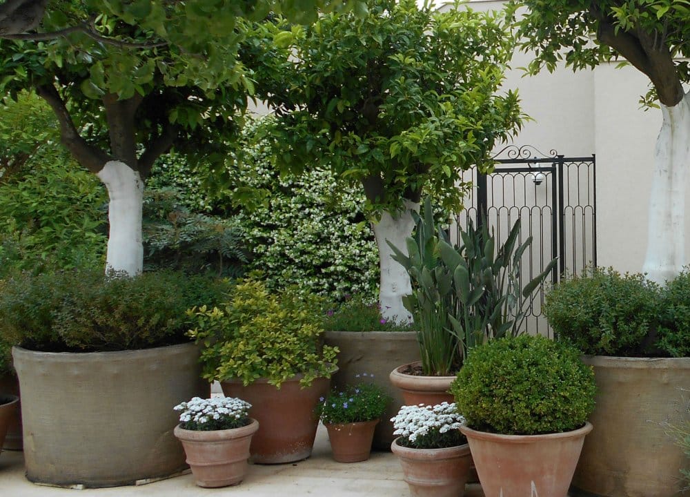 plantes pour la terrasse de votre maison